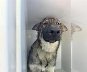 German Shepherd Dog-Unknown Mix Dogs for adoption in Houston, TX, USA