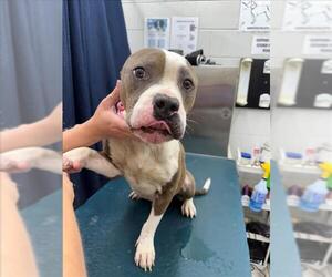 American Pit Bull Terrier-Unknown Mix Dogs for adoption in Mobile, AL, USA