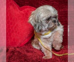 Shih Tzu Dogs for adoption in Madison, WI, USA
