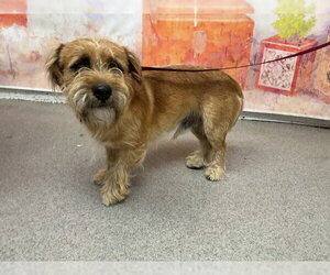 Mutt Dogs for adoption in San Bernardino, CA, USA