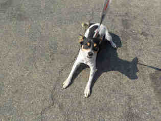 Rat Terrier Dogs for adoption in Santa Maria, CA, USA