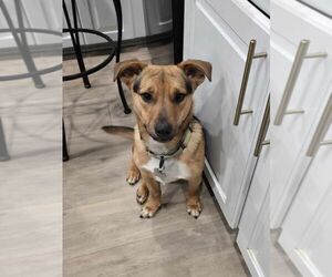 Mutt Dogs for adoption in Boston, MA, USA