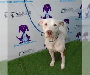 American Bulldog Dogs for adoption in Orlando, FL, USA