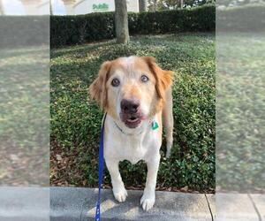Australian Retriever Dogs for adoption in Sanford, FL, USA