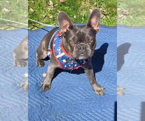 French Bulldog Dogs for adoption in St. Louis Park, MN, USA