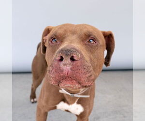 American Pit Bull Terrier Dogs for adoption in Pasadena, CA, USA