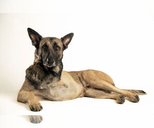 German Shepherd Dog Dogs for adoption in Holly Springs, NC, USA