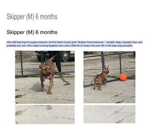 Mutt Dogs for adoption in Martinsburg, WV, USA