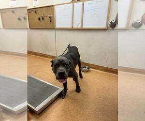 Mutt Dogs for adoption in Martinez, CA, USA