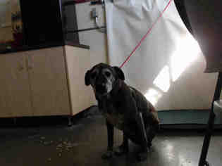 Medium Photo #1 Labrador Retriever-Unknown Mix Puppy For Sale in Camarillo, CA, USA