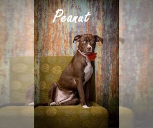 American Pit Bull Terrier-Unknown Mix Dogs for adoption in North Myrtle Beach, SC, USA