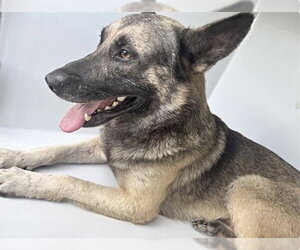 German Shepherd Dog Dogs for adoption in Houston, TX, USA