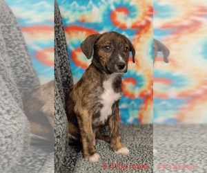 Mutt Dogs for adoption in Royal Palm Beach, FL, USA