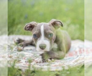American Staffordshire Terrier Dogs for adoption in Fredericksburg, TX, USA
