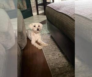 Maltese Dogs for adoption in La Verne , CA, USA