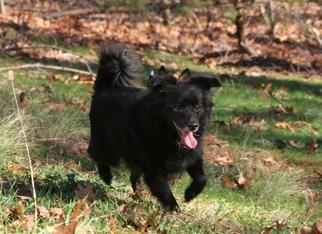 Pomeranian-Unknown Mix Dogs for adoption in Monroe, VA, USA