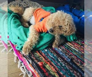 Poodle (Miniature) Dogs for adoption in Portland, OR, USA