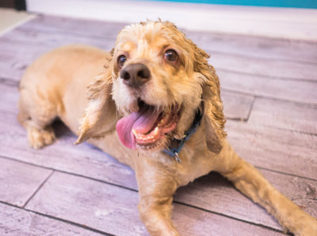 Cocker Spaniel Dogs for adoption in Birdsboro, PA, USA