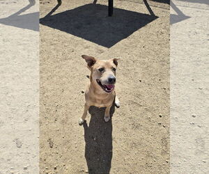 Mountain Cur-Unknown Mix Dogs for adoption in Maquoketa, IA, USA