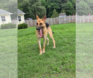 German Shepherd Dog Dogs for adoption in New Hill, NC, USA