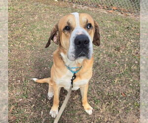 Chinese Shar-Pei-Unknown Mix Dogs for adoption in Ocala, FL, USA