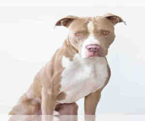 American Pit Bull Terrier Dogs for adoption in Jackson, CA, USA