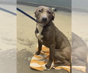 Labrador Retriever-Unknown Mix Dogs for adoption in Tallahassee, FL, USA
