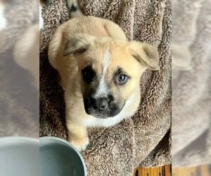 Anatolian Shepherd-Unknown Mix Dogs for adoption in Fremont, CA, USA
