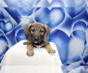 Beagle-Unknown Mix Dogs for adoption in El Centro, CA, USA