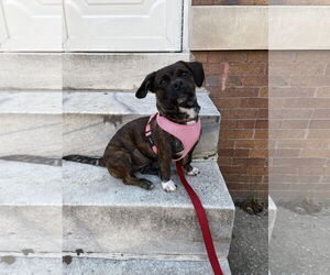 Daug Dogs for adoption in Silver Spring, MD, USA