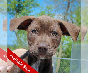 American Staffordshire Terrier-Boxer Mix Dogs for adoption in Huntley, IL, USA