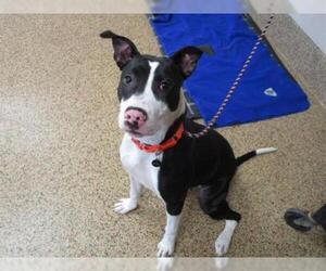 American Boston Bull Terrier Dogs for adoption in Springfield, MA, USA