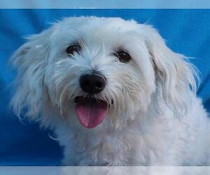Maltipoo Dogs for adoption in Burbank, CA, USA