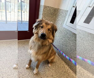 Bernese Mountain Dog-Collie Mix Dogs for adoption in Pueblo West, CO, USA