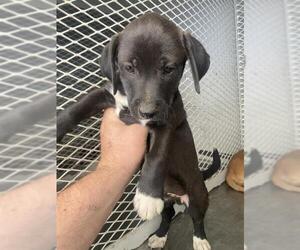 Chihuahua Dogs for adoption in Bakersfield, CA, USA