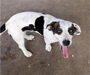 American Staffordshire Terrier-Beagle Mix Dogs for adoption in San Antonio, TX, USA