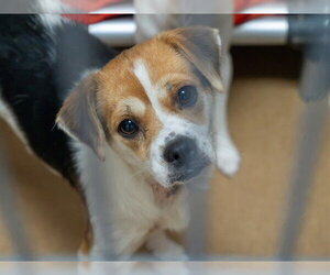 Beagle-Unknown Mix Dogs for adoption in Martinez, CA, USA
