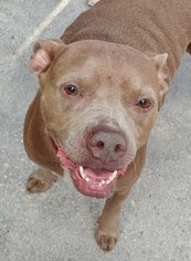 American Pit Bull Terrier Dogs for adoption in Tampa, FL, USA