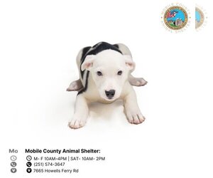 Mutt Dogs for adoption in Mobile, AL, USA