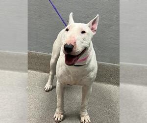 Bull Terrier-Unknown Mix Dogs for adoption in Las Vegas, NV, USA