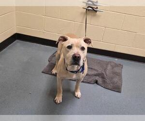 Labrador Retriever Dogs for adoption in Denver, CO, USA