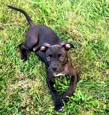 Medium Photo #1 American Pit Bull Terrier-Unknown Mix Puppy For Sale in Rutherfordton, NC, USA
