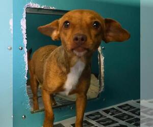 Chihuahua-Unknown Mix Dogs for adoption in San Antonio, TX, USA