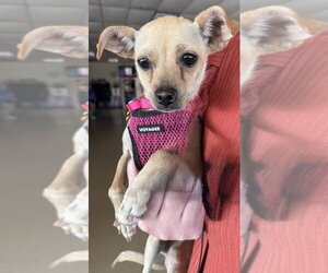Chihuahua Dogs for adoption in Mundelein, IL, USA