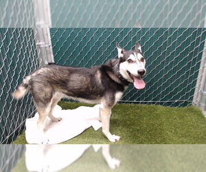 Siberian Husky Dogs for adoption in Downey, CA, USA
