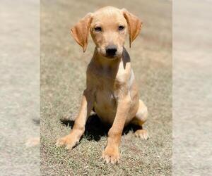 Golden Labrador Dogs for adoption in PIPE CREEK, TX, USA