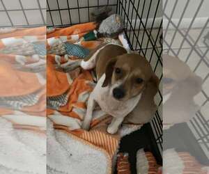 Beagle Dogs for adoption in Tampa, FL, USA