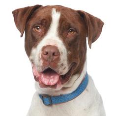 Great Dane Dogs for adoption in Los Angeles, CA, USA