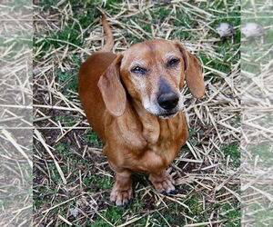 Dachshund Dogs for adoption in Shelbyville, TN, USA