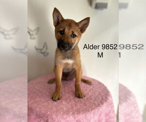 Shiba Inu Dogs for adoption in Studio City, CA, USA